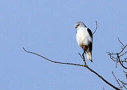 Black-winged Kite