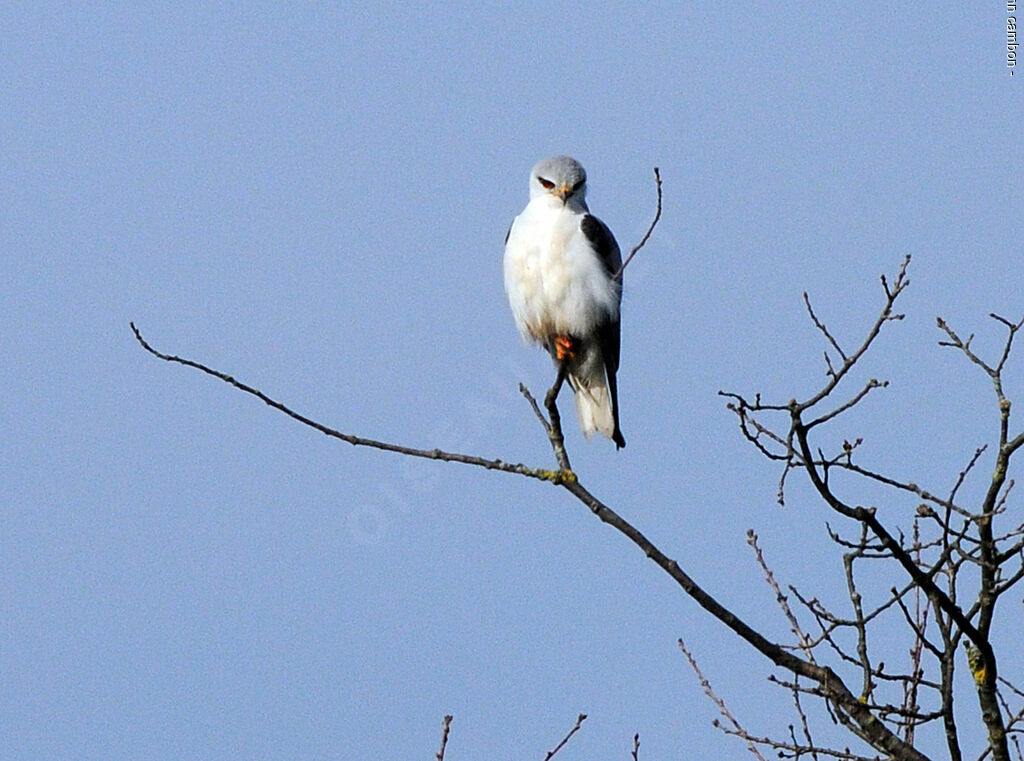 Black-winged Kite