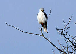 Black-winged Kite