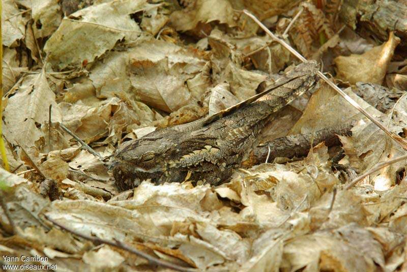 European Nightjaradult, camouflage