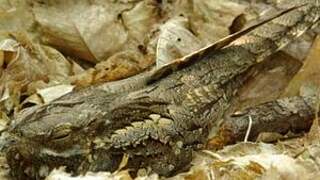 European Nightjar