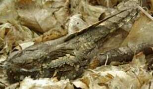 European Nightjar