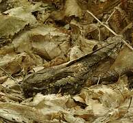 European Nightjar