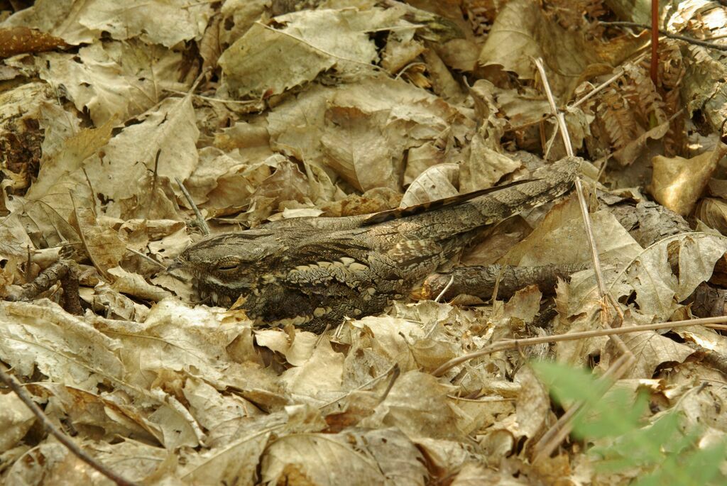 European Nightjar female adult breeding