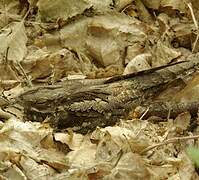 European Nightjar