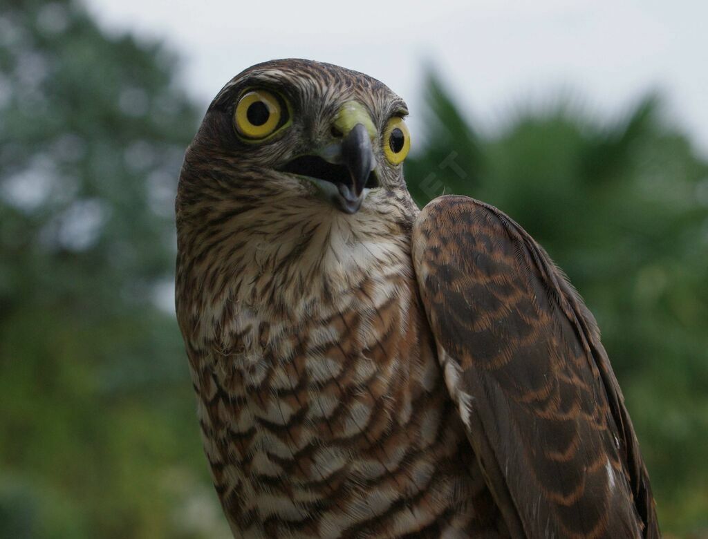 Eurasian Sparrowhawk male immature