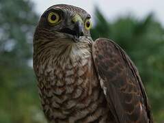 Eurasian Sparrowhawk