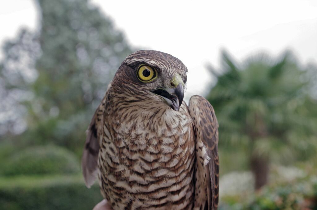 Eurasian Sparrowhawk male immature