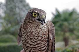 Eurasian Sparrowhawk