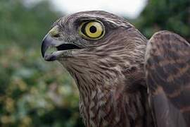 Eurasian Sparrowhawk