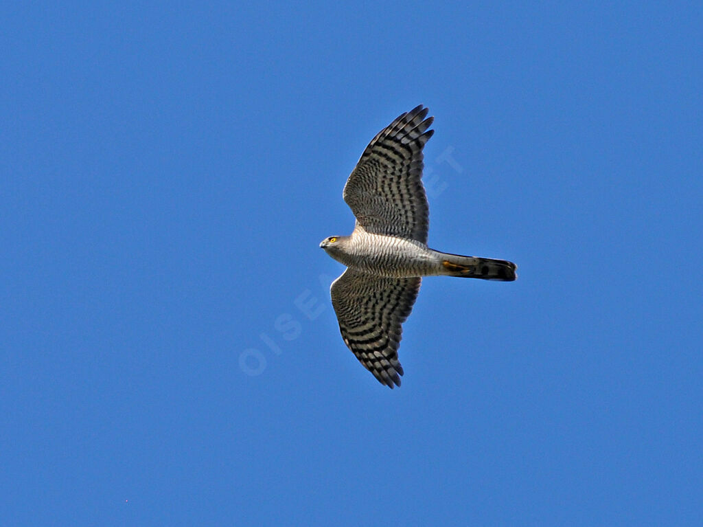 Eurasian Sparrowhawk female adult