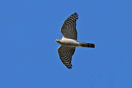 Eurasian Sparrowhawk