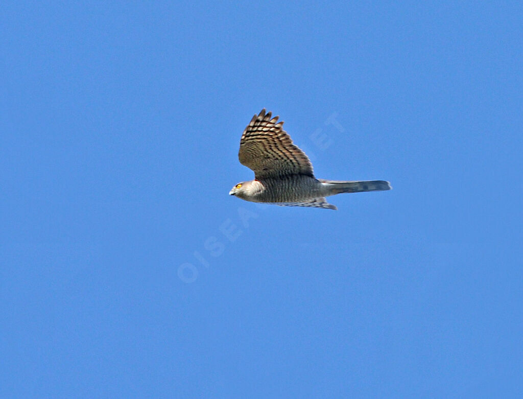 Eurasian Sparrowhawk female adult