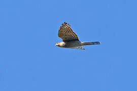 Eurasian Sparrowhawk