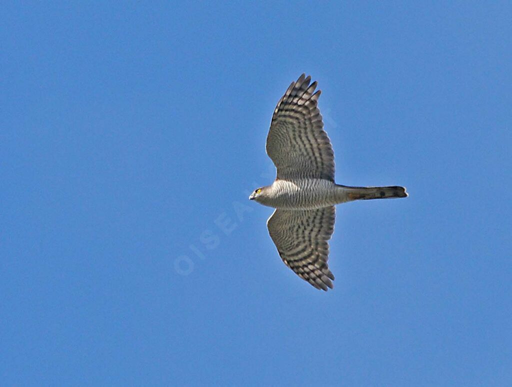 Eurasian Sparrowhawk female adult