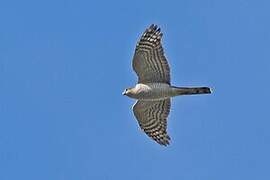 Eurasian Sparrowhawk