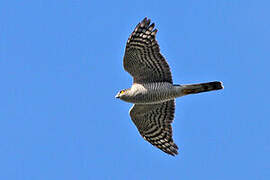 Eurasian Sparrowhawk