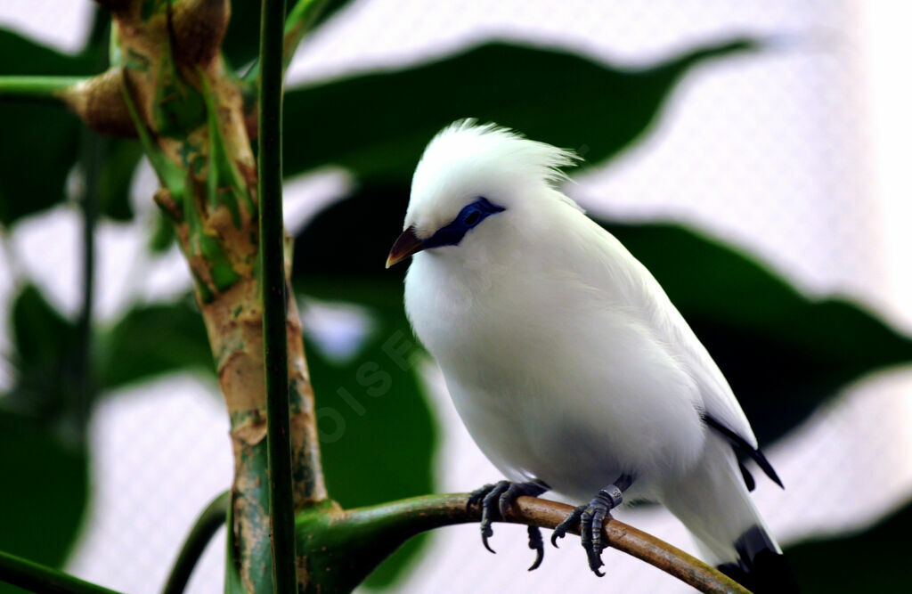 Bali Myna