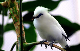 Bali Myna