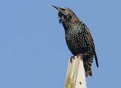 Common Starling