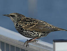 Common Starling