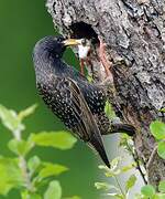 Common Starling