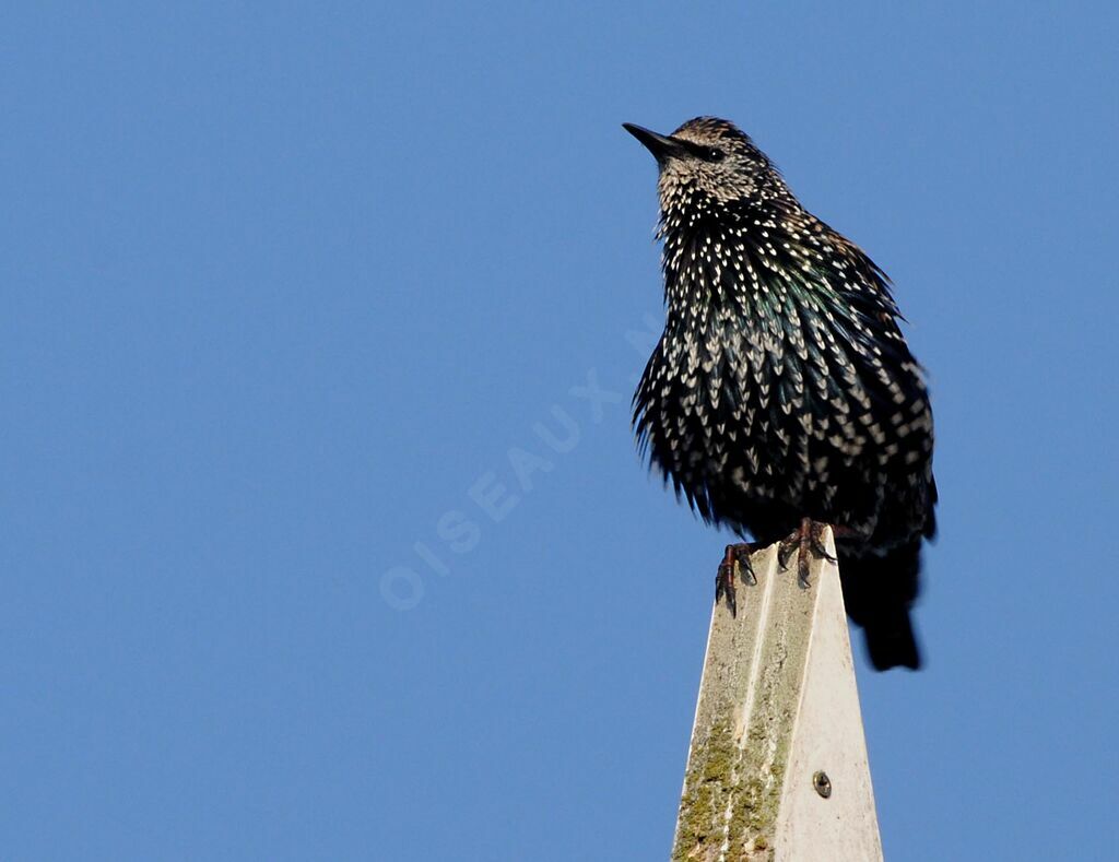 Common Starling