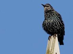 Common Starling