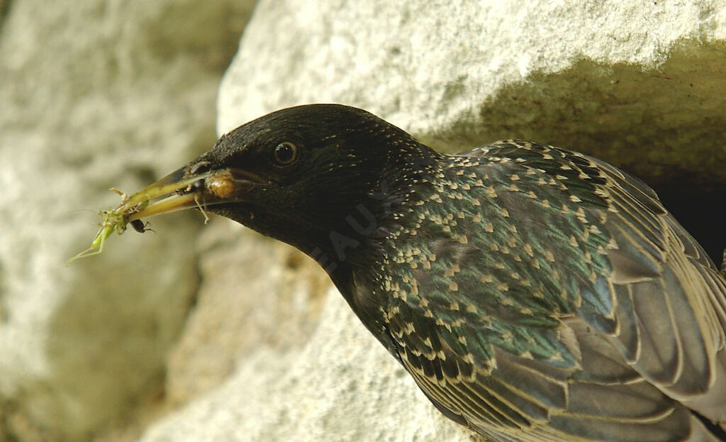 Common Starlingadult breeding, Reproduction-nesting