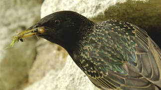 Common Starling