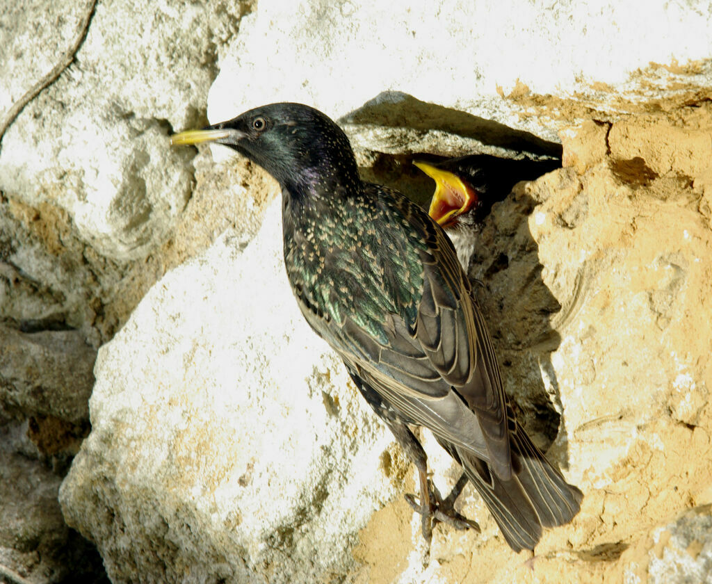 Common Starlingadult breeding