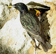 Common Starling