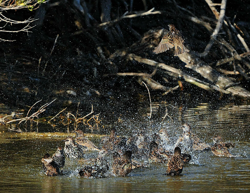 Common Starling