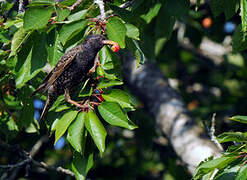 Common Starling