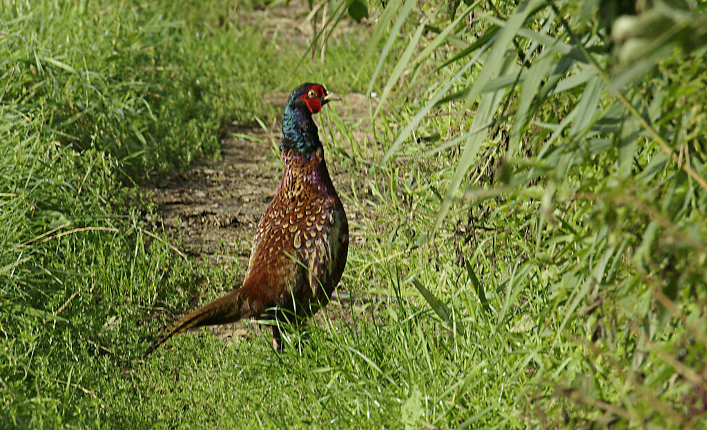 Common Pheasant male adult