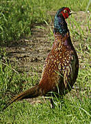 Common Pheasant