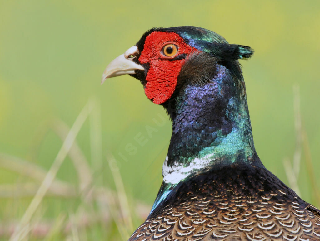 Common Pheasant