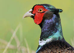 Common Pheasant