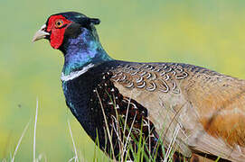 Common Pheasant