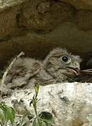 Common Kestrel