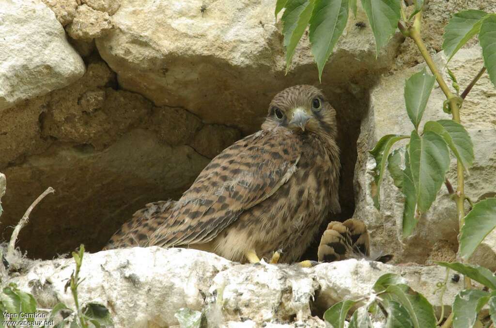 Common Kestreljuvenile, identification