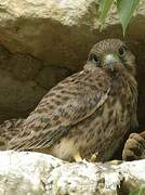 Common Kestrel