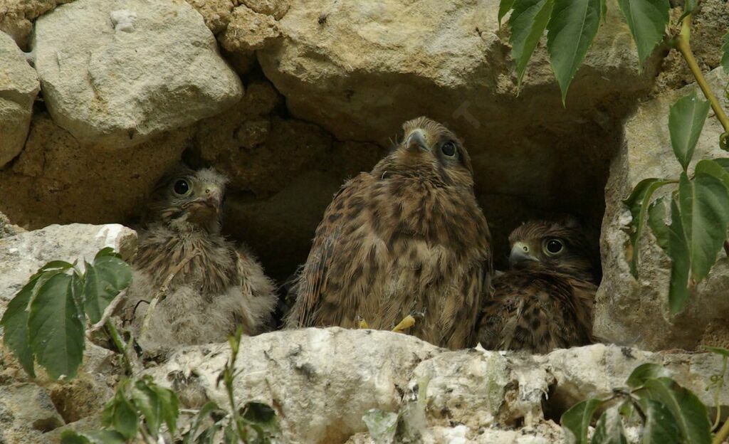 Common Kestreljuvenile, Reproduction-nesting