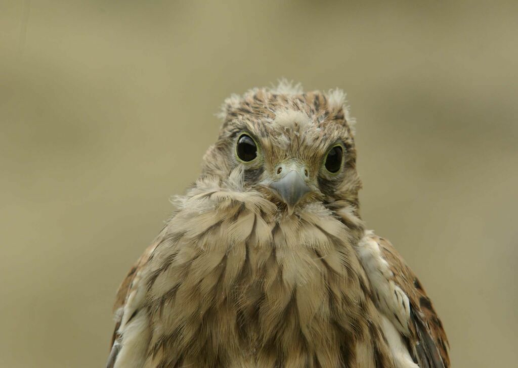 Common Kestrel male juvenile