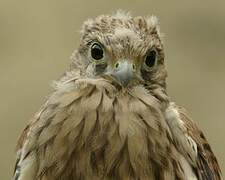 Common Kestrel