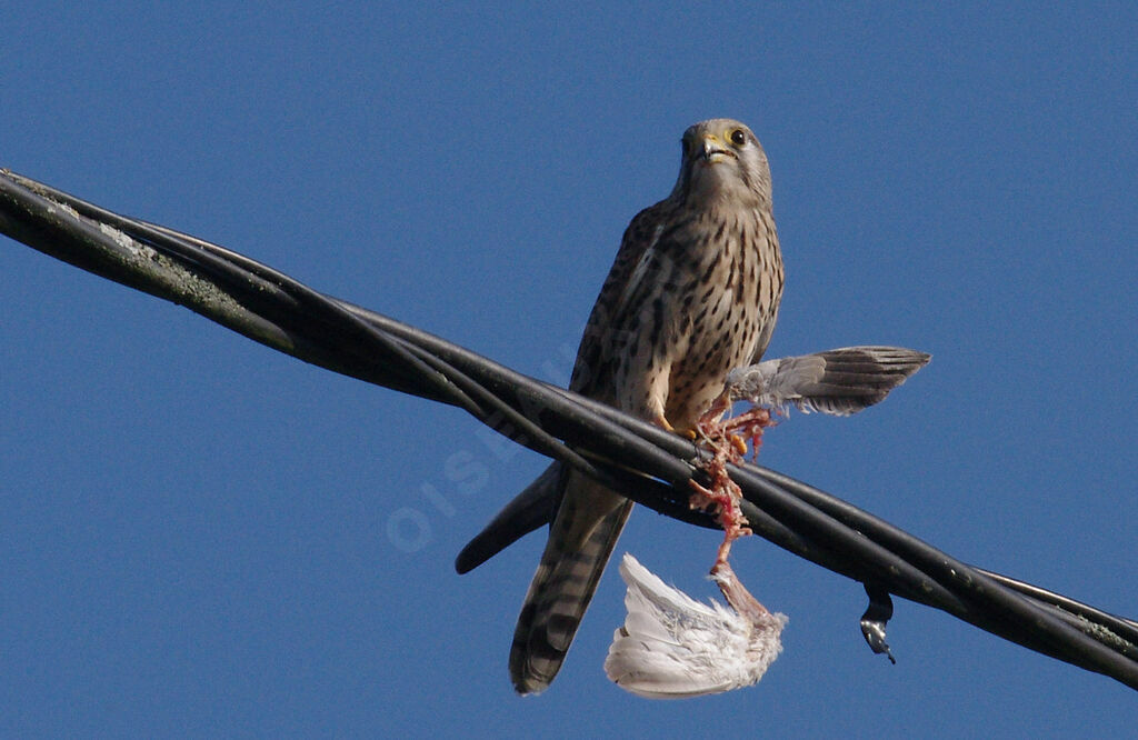 Common Kestrel female