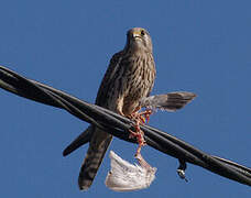 Common Kestrel