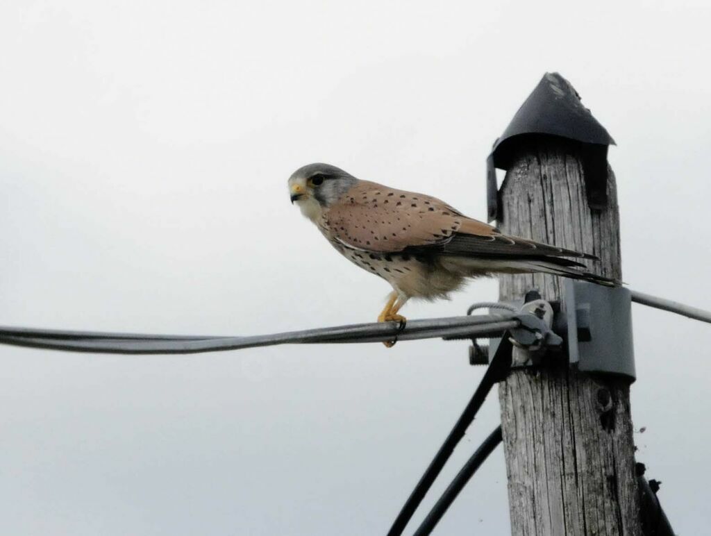 Common Kestrel male adult breeding