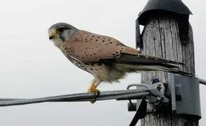 Common Kestrel