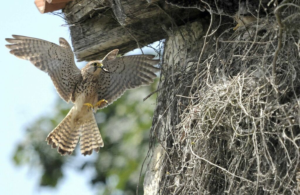 Common Kestrel female adult breeding